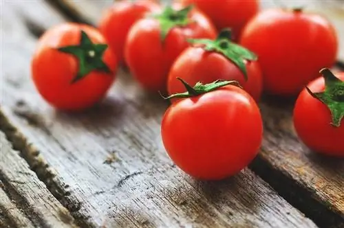 Dürfen Kaninchen Tomaten essen? Vom Tierarzt überprüfte Fakten