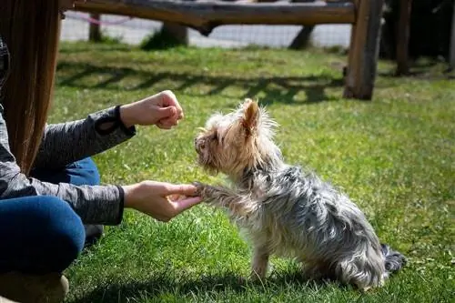 10 Pinakamahusay na Treat para sa Yorkies noong 2023 – Mga Review & Mga Nangungunang Pinili