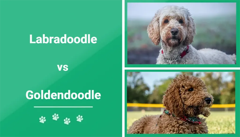 Labradoodle vs Goldendoodle: The Differences (With Pictures)