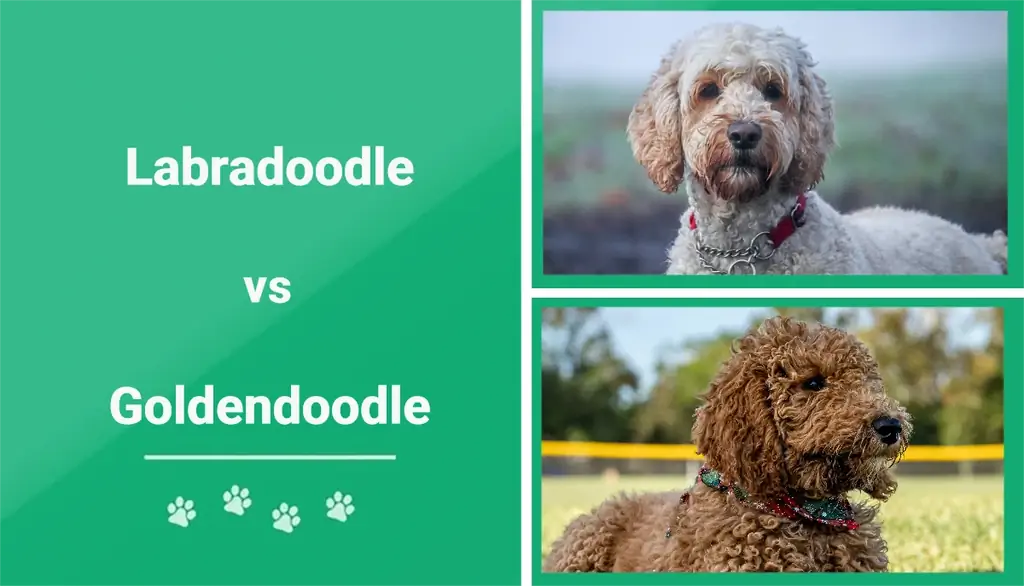 Labradoodle dhidi ya Goldendoodle: Tofauti (Pamoja na Picha)