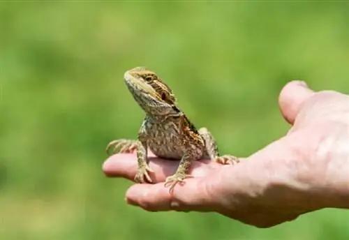 Hoe om 'n bebaarde draak korrek op te tel (met video)