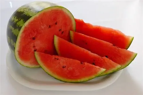 Canários podem comer melancia? Fatos revisados por veterinários & Perguntas frequentes