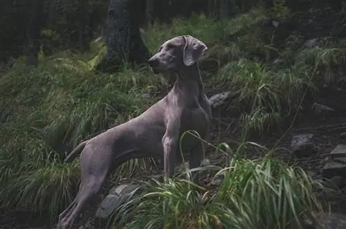 5 İnanılmaz Weimaraner Rengi & Desen (Resimlerle)