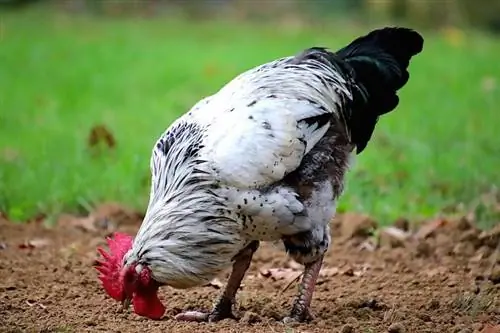 Roosters Noj dab tsi? (Ntawv qhia zaub mov & Daim ntawv qhia noj zaub mov)