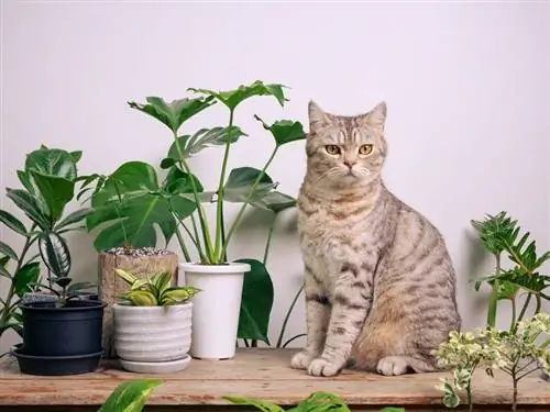 24 φυτά που είναι ασφαλή για γάτες: Γεγονότα που έχουν αξιολογηθεί από κτηνίατρο & Συμβουλές