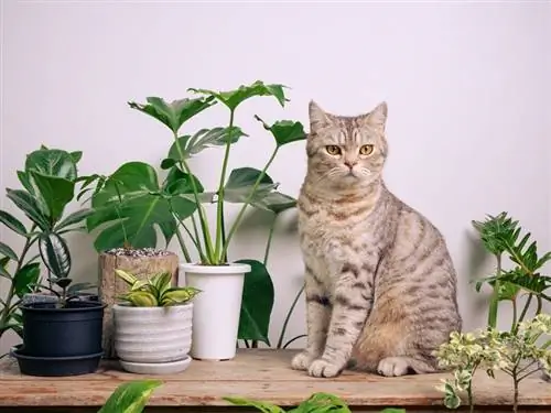 24 planten die veilig zijn voor katten: door dierenartsen beoordeelde feiten & Advies