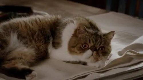 Кошка какой породы Фергюсон в "Новенькой" ? Телевизионные коты раскрыты