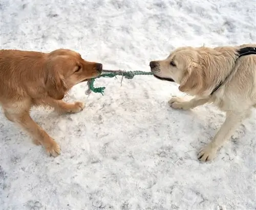 Kuinka opettaa koirasi leikkimään mukavasti muiden koirien kanssa: 9 vinkkiä & temppuja