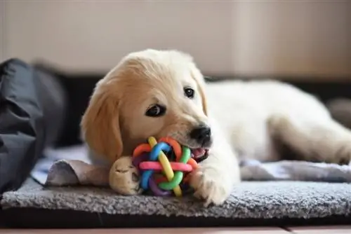 Wanneer stopt mijn golden retriever met tandjes krijgen? Hoe te helpen & Trainingstips