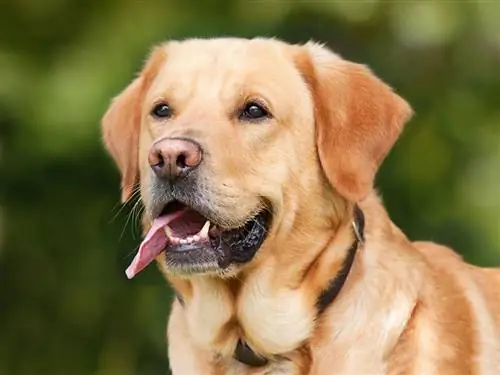 10 koeratõugu, kes näevad välja nagu kuldsed retriiverid (koos piltidega)