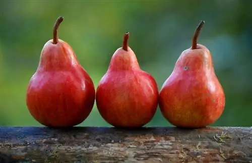 Können Kaninchen Birnen essen? Vom Tierarzt anerkannte Nährwertangaben & FAQ