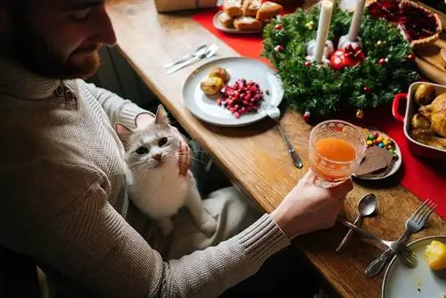 7 bons aliments que les chats peuvent manger à Noël