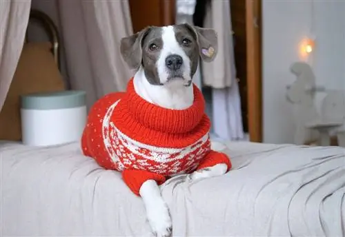 8 удивительных рождественских свитеров для собак, сделанных своими руками (с иллюстрациями)