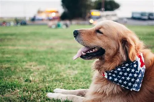 6 geweldige doe-het-zelf kerstbandana's voor honden (met afbeeldingen)