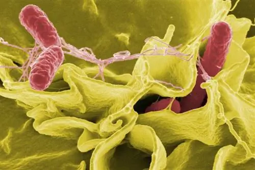 สุนัขติดเชื้อ Salmonella ได้ไหม? ข้อเท็จจริงที่ผ่านการตรวจสอบโดยสัตวแพทย์ & ตัวเลือกการรักษา