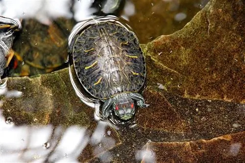 Kırmızı Kulaklı Kaymaklı Kaplumbağalar Boğulabilir mi? Vet-Reviewed Science & Gerçekler