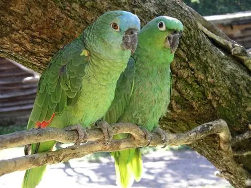 Hvordan parer og formerer seg papegøyer? Veterinær har anmeldt Science & Fakta