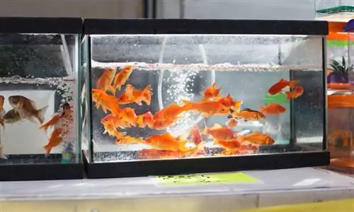 Quant de temps pot passar un peix daurat sense menjar? Fets de salut revisats per veterinaris