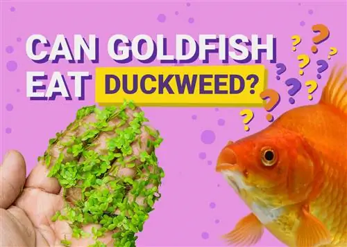 هل يمكن أن تأكل السمكة الذهبية طحلب البط؟ حقائق غذائية راجعها الطبيب البيطري & معلومات