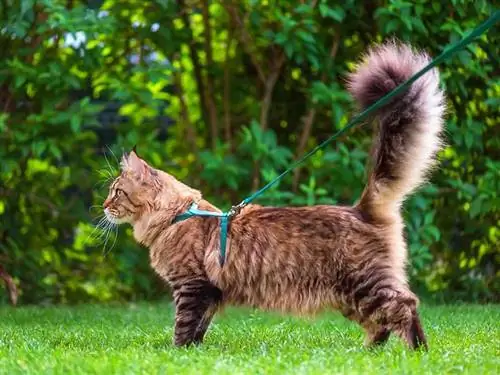 ¿Es cruel hacer que un gato use correa? Pros y contras revisados por veterinarios & Consejos para el cuidado