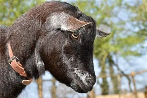 Per què les cabres tenen pupil·les rectangulars? Ciència revisada per veterinaris & Fets