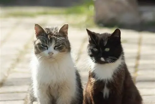 Ինչպես սոցիալականացնել վայրի կատուներին. 10 փորձագետների խորհուրդներ & հնարքներ