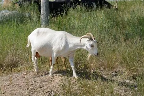 Por quanto tempo as cabras ficam grávidas? Ciência revisada por veterinários & Informações