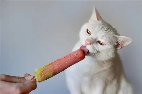 Ar katės gali paragauti saldumo? Veterinarijos recenzuotas Mokslas & Informacija