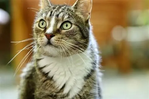 Râu của Mèo có mọc lại không & Mất bao lâu? Khoa học được bác sĩ thú y đánh giá & Thông tin