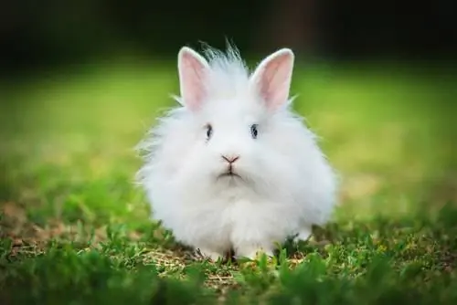 10 beste konijnenrassen voor kinderen (met afbeeldingen)