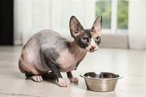 האם חתולים חסרי שיער היפואלרגנים? מדע שנבדק על ידי וטרינר & מידע