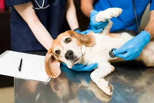 Cães podem se recuperar de envenenamento? Sinais Aprovados pelo Veterinário & Tratamentos