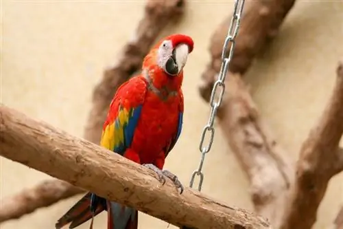 Scarlet Macaws มีชีวิตอยู่ได้นานแค่ไหน? อายุขัยเฉลี่ย ข้อมูล & การดูแล
