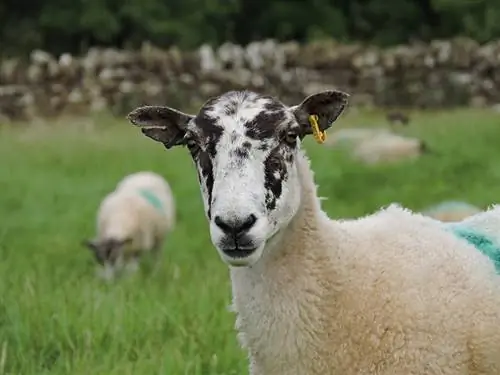 Quanto tempo as ovelhas vivem? Vida útil média, dados & Cuidados