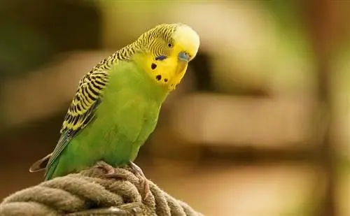Koliko dugo žive papagaji? Prosječan životni vijek, podaci & Njega