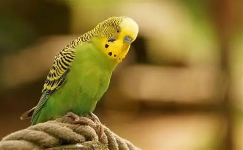 Ntev npaum li cas Budgies nyob? Nruab Nrab Lifespan, Cov ntaub ntawv & Care