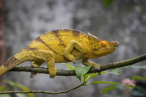 Kiek gyvena chameleonai? Vidutinė gyvenimo trukmė, duomenys & Priežiūra