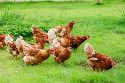 Combien de temps vivent les poulets ? Durée de vie moyenne, données &