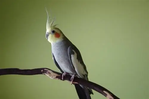 Meddig élnek a cockatiels? Átlagos élettartam, adatok & Gondozás