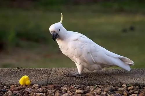 Cockatoos কতদিন বাঁচে? গড় আয়ুষ্কাল, ডেটা & কেয়ার