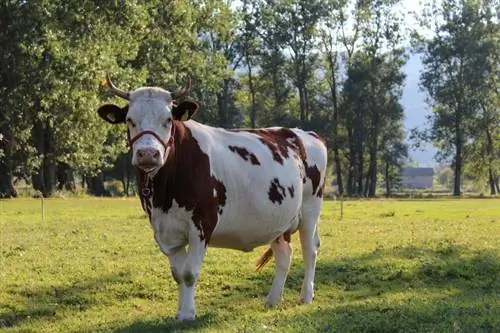 Combien de temps vivent les vaches ? Durée de vie moyenne, données &