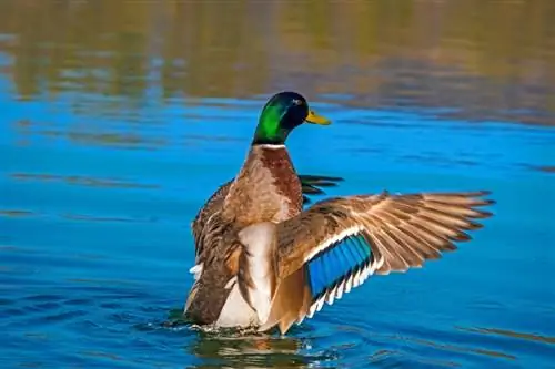 Gaano Katagal Nabubuhay ang Ducks? Average na habang-buhay, Data & Pangangalaga