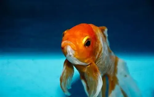 Quant de temps viuen els peixos daurats? Vida mitjana, dades & Cura