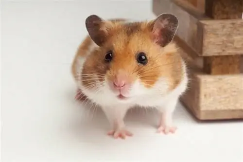 Hoe lang leven hamsters? Gemiddelde levensduur, gegevens & zorg