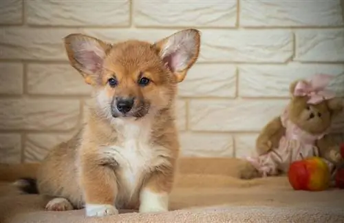 Wie lange leben Corgis? Durchschnittliche Lebensdauer, Daten & Pflege