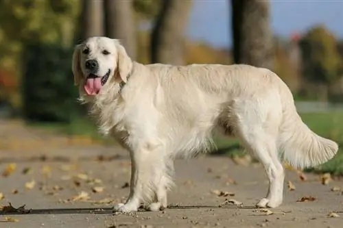 Ntev npaum li cas Golden Retrievers Nyob? Nruab Nrab Lifespan, Cov ntaub ntawv & Care