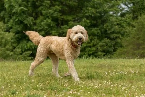 Hoe lang leven goldendoodles? Gemiddelde levensduur, gegevens & zorg