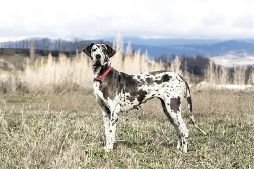 Kako dolgo živijo nemške doge? Povprečna življenjska doba, podatki & Nega