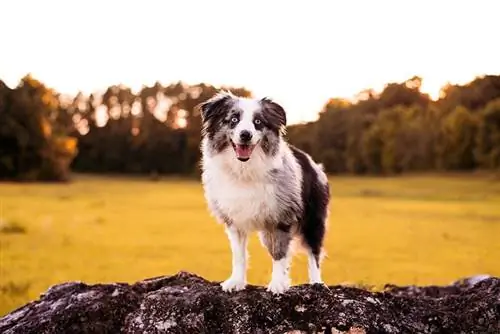 Cik ilgi dzīvo mini Austrālijas aitu suņi? Vidējais dzīves ilgums, dati & Aprūpe