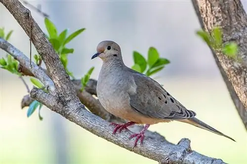 ছবি